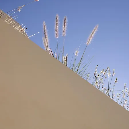 White Pebble ポロニア